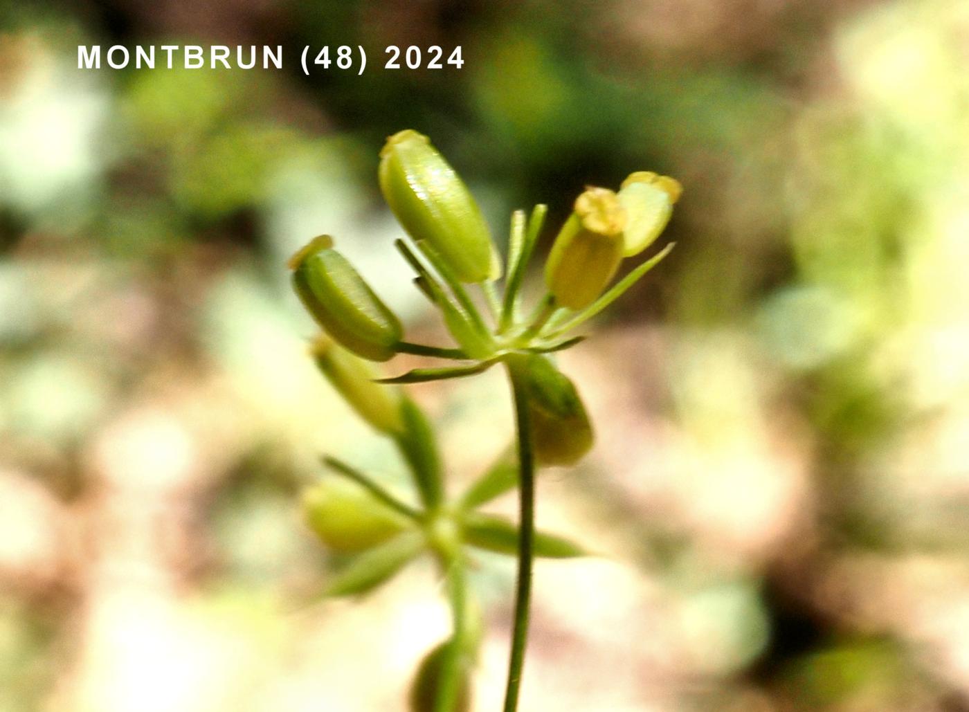 Hare's-Ear, Sickle-leaved fruit